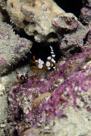 Squat shrimp in the Red Sea.の写真素材