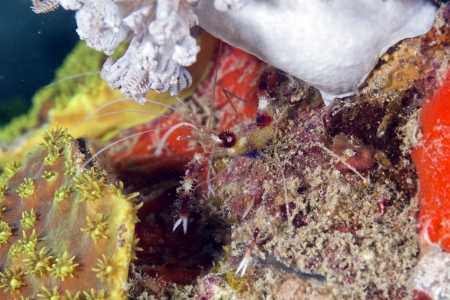 Boxer shrimp in the Red Sea.の写真素材