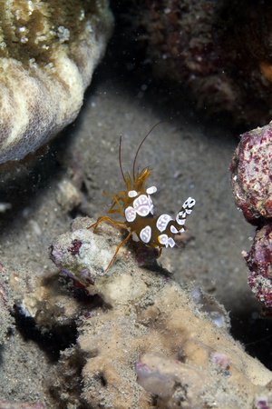 Squat shrimp in the Red Sea.の写真素材