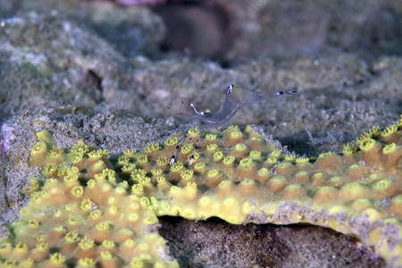 Long-arm cleaner shrimp in the Red Sea.の写真素材