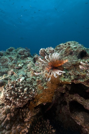 Lionfish and tropical reef in the Red Seaの写真素材