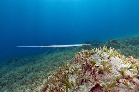 Smooth cornetfish in the Red Seaの写真素材