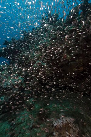 Glassfish and ocean in the Red Seaの写真素材