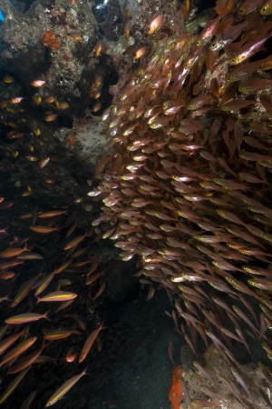 Glassfish and fuisliers in the Red Seaの写真素材
