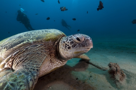 Green turtle  in the Red Seaの写真素材