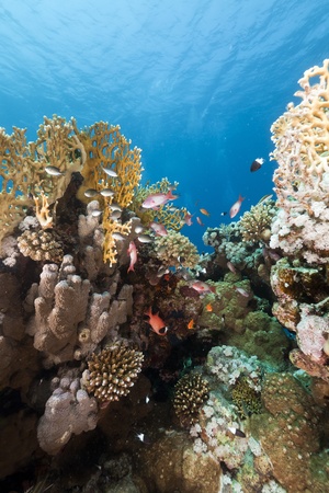 Tropical reef in the Red Seaの写真素材
