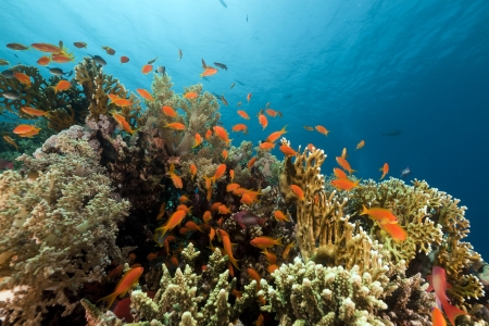 Tropical reef in the Red Seaの写真素材