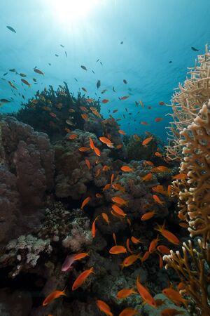 Tropical reef in the Red Seaの写真素材