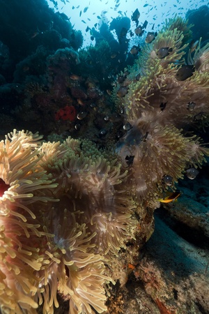 Magnificent anemone in the Red Seaの写真素材