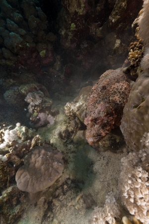 Scorpionfish in the Red Seaの写真素材