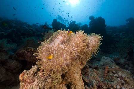 Magnificent anemone in the Red Seaの写真素材