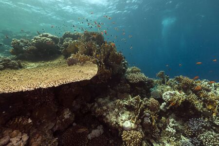 Tropical reef in the Red Seaの写真素材