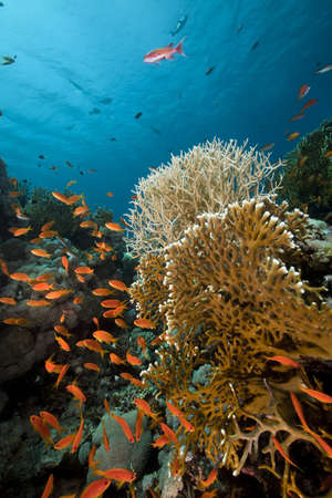 Tropical reef in the Red Seaの写真素材