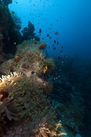 Magnificent anemone in the Red Seaの写真素材