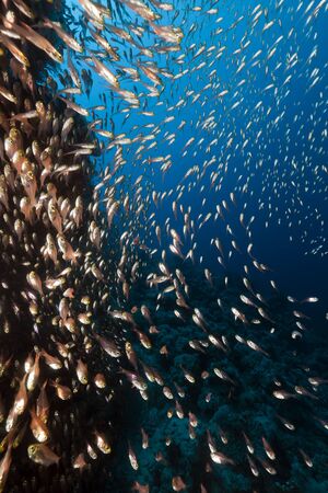 Golden sweepers in the Red Sea.の写真素材