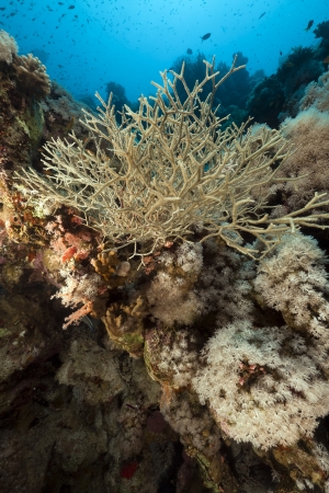 Noded horny coralin the Red Seaの写真素材