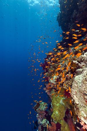 Tropical reef in the Red Seaの写真素材