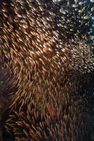Golden sweepers in the Red Sea.の写真素材