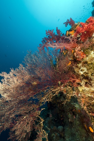 Sea fan in the Red Sea.の写真素材