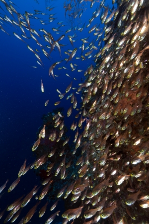 Golden sweepers in the Red Sea.の写真素材