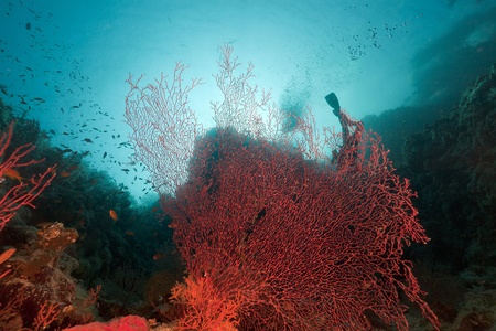 Sea fan in the Red Seaの写真素材