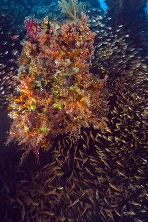 Golden sweepers in the Red Sea.の写真素材