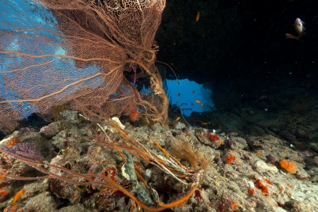 Seafan and tropical reef in the Red Seaの写真素材