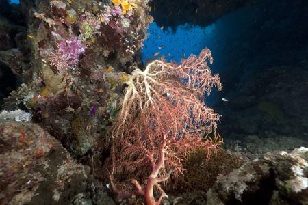Fan-like clusters with polyps in the Red Seaの写真素材