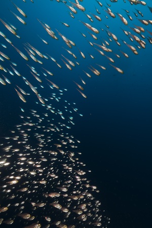 Golden sweepers in the Red Sea.の写真素材