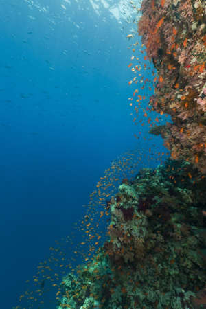 Tropical reef in the Red Seaの写真素材