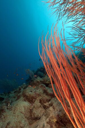 Red cluster whip  in the Red Seaの写真素材