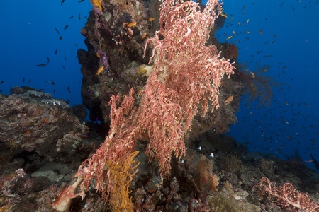Fan-like clusters with polyps in the Red Seaの写真素材