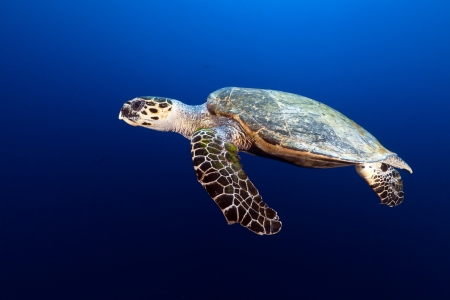Hawksbill turtle in the Red Seaの写真素材