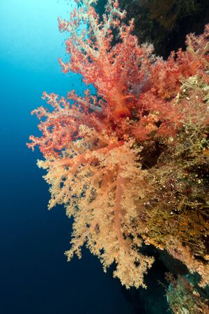 Tropical reef in the Red Seaの写真素材
