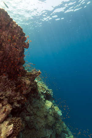 Fish and tropical reef in the Red Sea.の写真素材