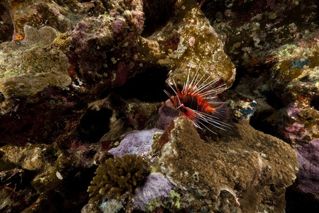 Lionfish and tropical reef in the Red Sea.の写真素材