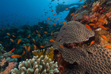 Diver and tropical reef in the Red Sea.の写真素材