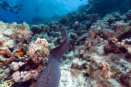 Giant moray and tropical reef in the Red Sea.の写真素材