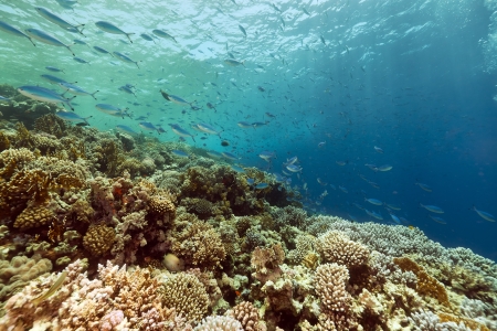 Fish and tropical reef in the Red Sea.の写真素材