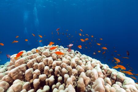 Fish and tropical reef in the Red Sea.の写真素材