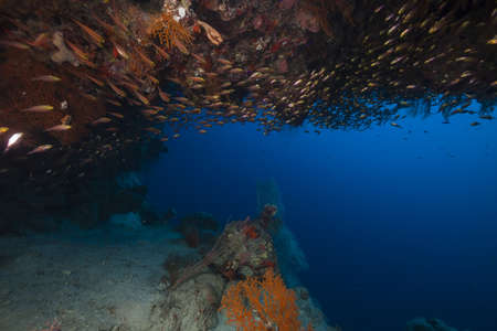 Sweepers and tropical reef in the Red Seaの写真素材