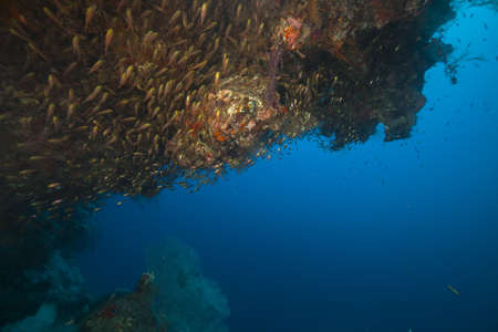Sweepers and tropical reef in the Red Seaの写真素材