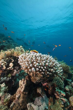 Fish and tropical reef in the Red Seaの写真素材