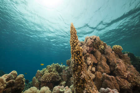 Fish and tropical reef in the Red Seaの写真素材