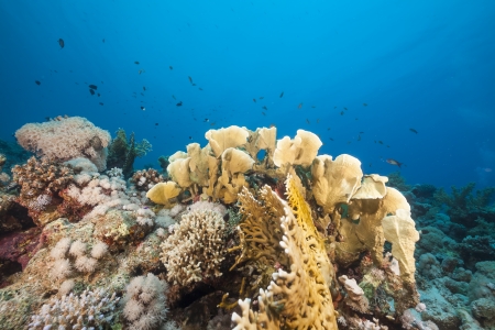 Fish and tropical reef in the Red Seaの写真素材