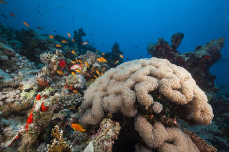 Fish and tropical reef in the Red Seaの写真素材