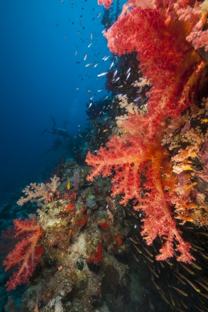 Fish and tropical reef in the Red Seaの写真素材