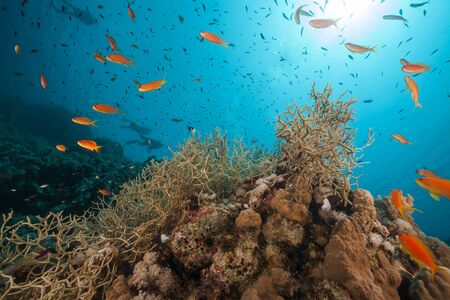 Fish and tropical reef in the Red Seaの写真素材
