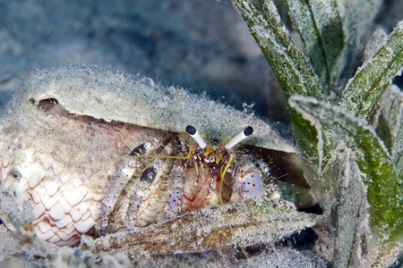 Reef hermit crab in the Red Seaの写真素材
