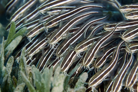 Striped eel catfish in the Red Seaの写真素材